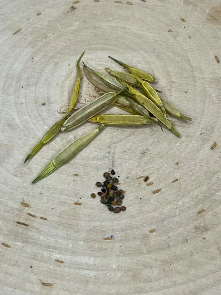 Peppery Arugula Seeds